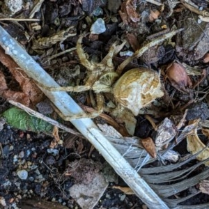 Araneidae (family) at Hughes, ACT - 25 Nov 2020