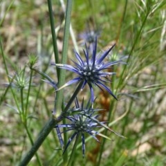 Eryngium ovinum (Blue Devil) at Isaacs Ridge - 28 Nov 2020 by Mike