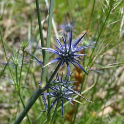 Eryngium ovinum (Blue Devil) at Isaacs Ridge - 28 Nov 2020 by Mike