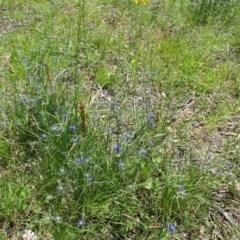 Eryngium ovinum at Isaacs Ridge - 28 Nov 2020