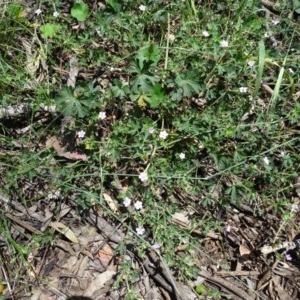 Geranium sp. at Symonston, ACT - 28 Nov 2020