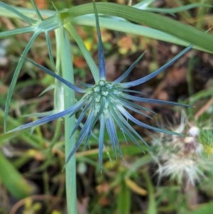 Eryngium ovinum at Hughes, ACT - 23 Nov 2020