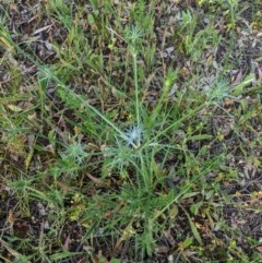 Eryngium ovinum at Hughes, ACT - 23 Nov 2020 08:04 AM