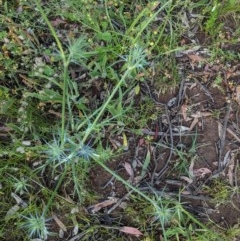 Eryngium ovinum at Hughes, ACT - 23 Nov 2020 08:04 AM