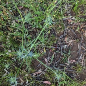 Eryngium ovinum at Hughes, ACT - 23 Nov 2020