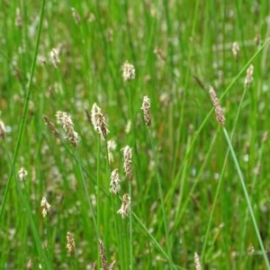 Eleocharis sp. at Symonston, ACT - 28 Nov 2020