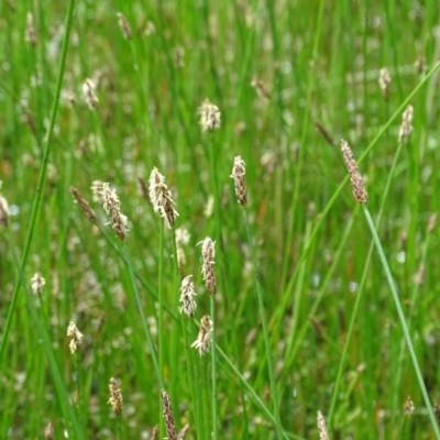 Eleocharis sp. (Spike-rush) at Symonston, ACT - 27 Nov 2020 by Mike