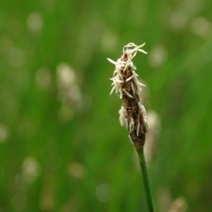 Eleocharis sp. at Symonston, ACT - 28 Nov 2020