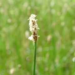 Eleocharis sp. at Symonston, ACT - 28 Nov 2020 12:22 AM