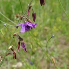 Arthropodium fimbriatum (Nodding Chocolate Lily) at Symonston, ACT - 27 Nov 2020 by Mike