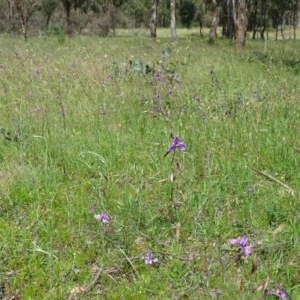 Arthropodium fimbriatum at Symonston, ACT - 27 Nov 2020 11:51 PM