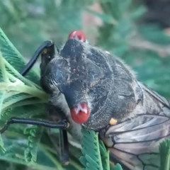 Psaltoda moerens (Redeye cicada) at Tharwa, ACT - 29 Nov 2020 by MichaelBedingfield