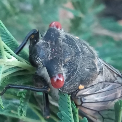 Psaltoda moerens (Redeye cicada) at Tharwa, ACT - 29 Nov 2020 by MichaelBedingfield