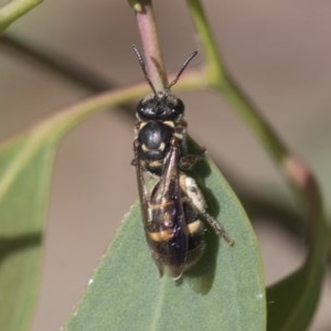 Lasioglossum (Australictus) peraustrale at Scullin, ACT - 28 Nov 2020