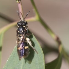 Lasioglossum (Australictus) peraustrale at Scullin, ACT - 28 Nov 2020