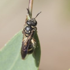 Lasioglossum (Australictus) peraustrale at Scullin, ACT - 28 Nov 2020