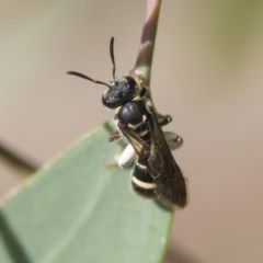 Lasioglossum (Australictus) peraustrale at Scullin, ACT - 28 Nov 2020