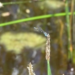 Austrolestes leda (Wandering Ringtail) at Symonston, ACT - 28 Nov 2020 by Mike