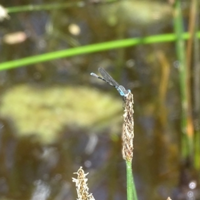 Austrolestes leda (Wandering Ringtail) at Symonston, ACT - 27 Nov 2020 by Mike