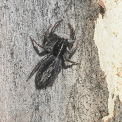 Ocrisiona leucocomis (White-flecked Crevice-dweller) at Scullin, ACT - 28 Nov 2020 by AlisonMilton