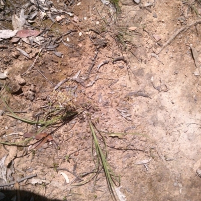 Lomandra multiflora (Many-flowered Matrush) at Mulligans Flat - 21 Oct 2020 by abread111