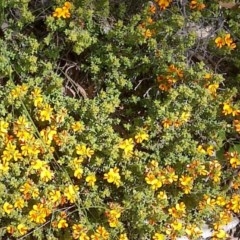 Pultenaea microphylla (Egg and Bacon Pea) at Forde, ACT - 22 Oct 2020 by abread111