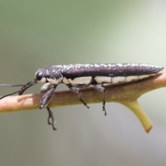 Rhinotia sp. (genus) (Unidentified Rhinotia weevil) at Scullin, ACT - 28 Nov 2020 by AlisonMilton