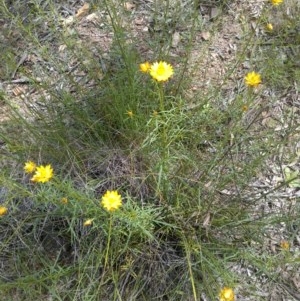 Xerochrysum viscosum at Forde, ACT - 22 Oct 2020