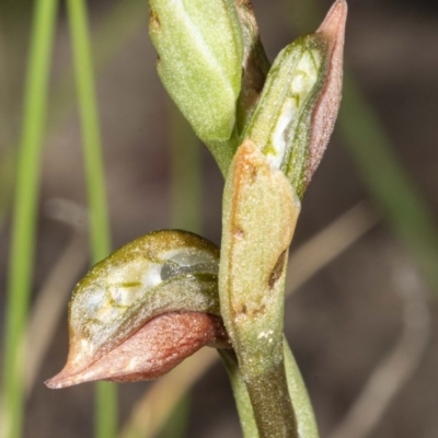 Oligochaetochilus squamatus (Southern Rustyhood) at Booth, ACT - 27 Nov 2020 by DerekC