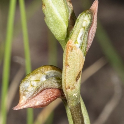 Oligochaetochilus squamatus (Southern Rustyhood) at Booth, ACT - 26 Nov 2020 by DerekC