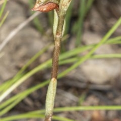 Oligochaetochilus squamatus at Booth, ACT - suppressed