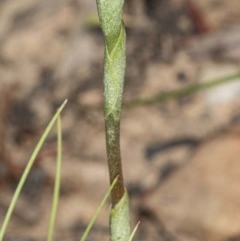 Oligochaetochilus squamatus at Booth, ACT - suppressed