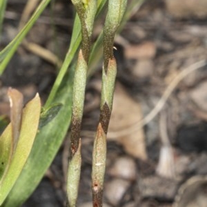 Oligochaetochilus squamatus at Booth, ACT - suppressed