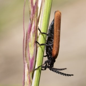 Porrostoma rhipidium at Michelago, NSW - 9 Nov 2020