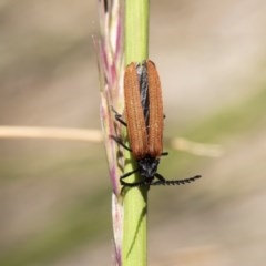 Porrostoma rhipidium at Michelago, NSW - 9 Nov 2020