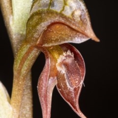 Oligochaetochilus squamatus (Southern Rustyhood) at Booth, ACT - 24 Nov 2020 by DerekC