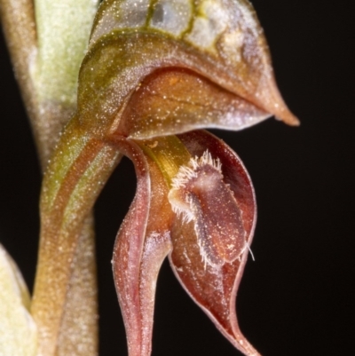 Oligochaetochilus squamatus (Southern Rustyhood) at Booth, ACT - 24 Nov 2020 by DerekC