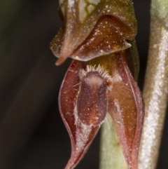 Oligochaetochilus squamatus at Booth, ACT - suppressed