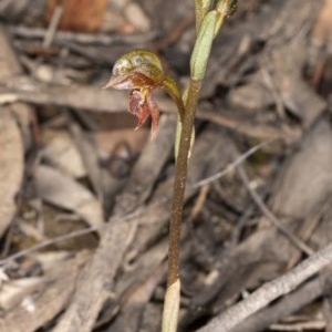 Oligochaetochilus squamatus at Booth, ACT - 24 Nov 2020