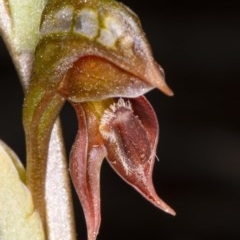 Oligochaetochilus squamatus at Booth, ACT - suppressed