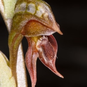 Oligochaetochilus squamatus at Booth, ACT - 24 Nov 2020