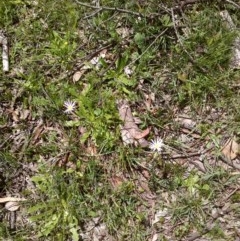 Brachyscome sp. (Cut-leaf Daisy) at Forde, ACT - 22 Oct 2020 by abread111