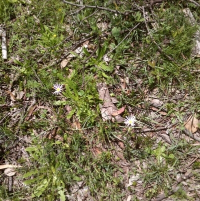 Brachyscome sp. (Cut-leaf Daisy) at Forde, ACT - 21 Oct 2020 by abread111