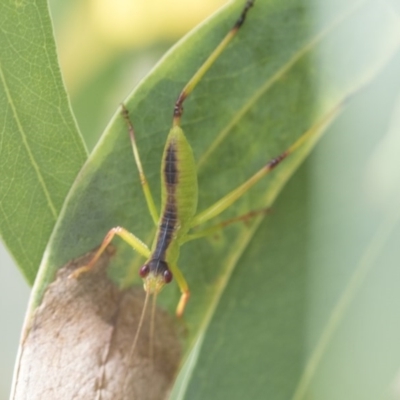 Tettigoniidae (family) (Unidentified katydid) at Scullin, ACT - 28 Nov 2020 by AlisonMilton