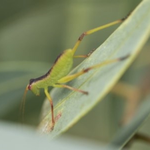 Tettigoniidae (family) at Scullin, ACT - 28 Nov 2020