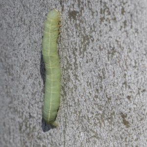 Lepidoptera unclassified IMMATURE at Scullin, ACT - 28 Nov 2020