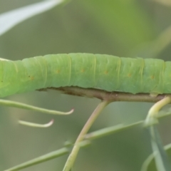 Melanodes anthracitaria at Scullin, ACT - 29 Nov 2020