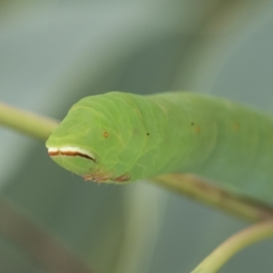 Melanodes anthracitaria at Scullin, ACT - 29 Nov 2020