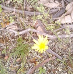 Microseris walteri (Yam Daisy, Murnong) at Mulligans Flat - 13 Oct 2020 by abread111