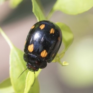 Paropsisterna octosignata at Scullin, ACT - 28 Nov 2020